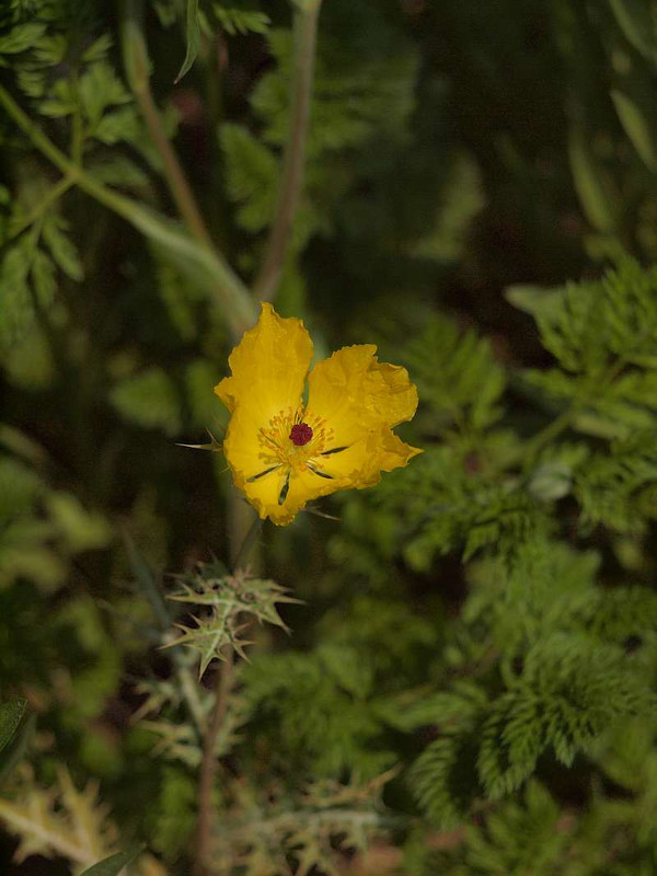 P4265184