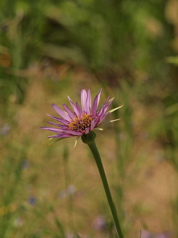 P4265187