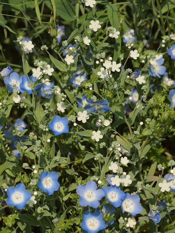 P4265204