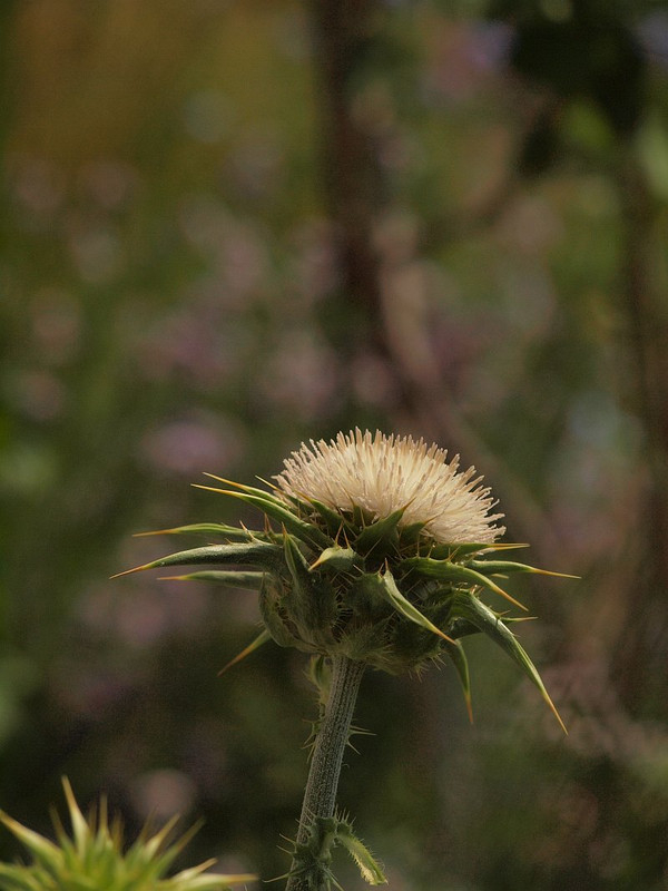 P4265210