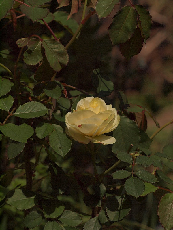 P4265222