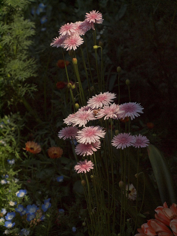 P4265242