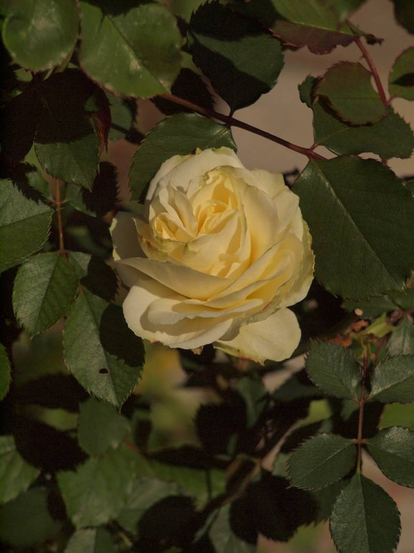 P4275420
