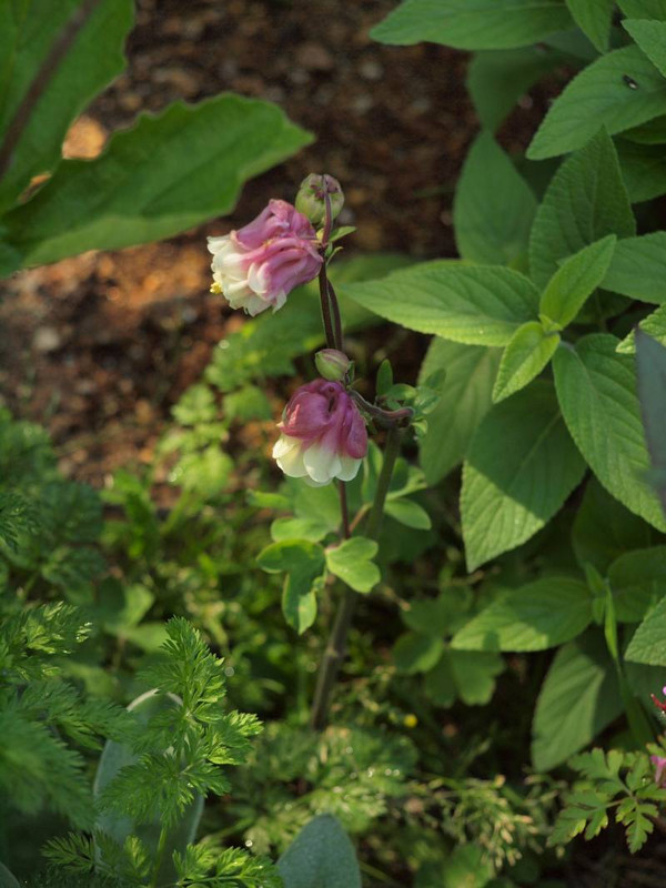 P4275444