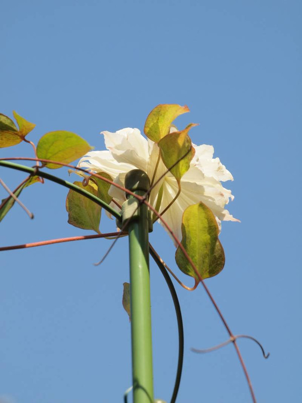 P4275457