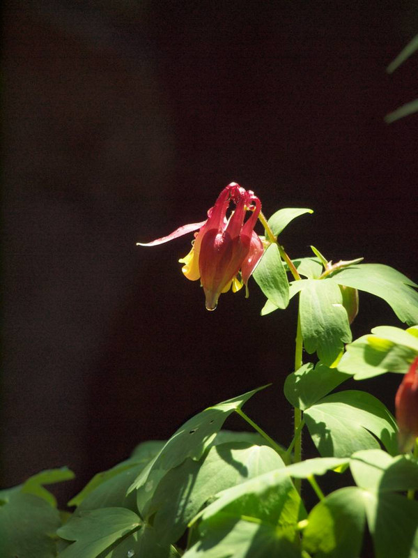 P4275463