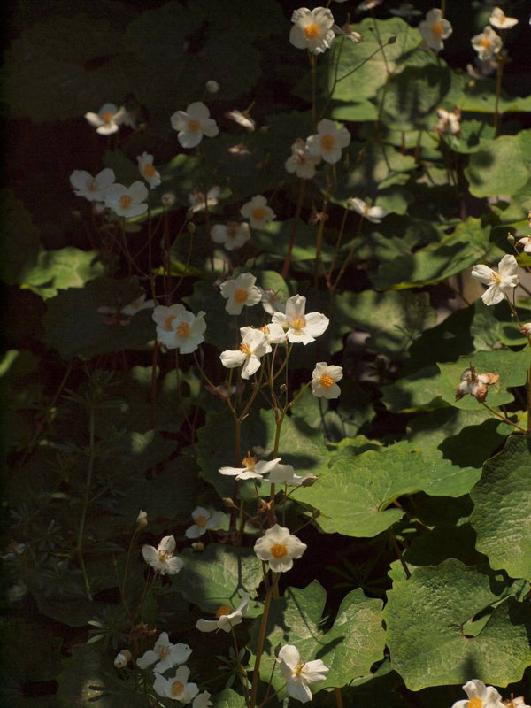P4275481