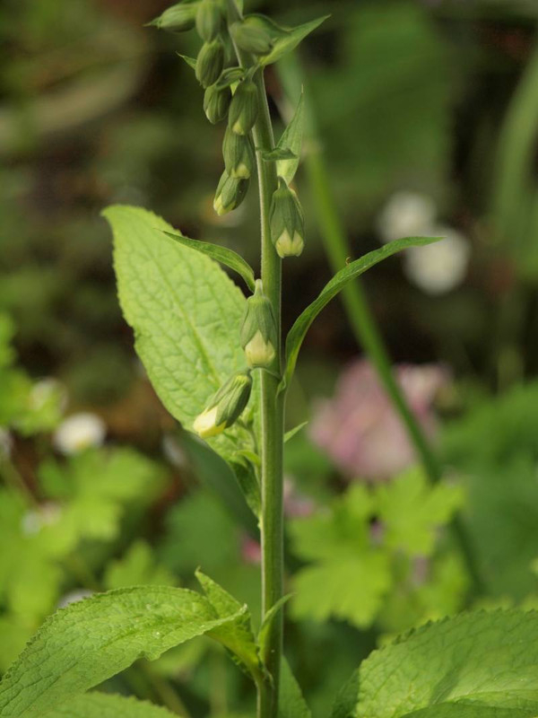 P4285498