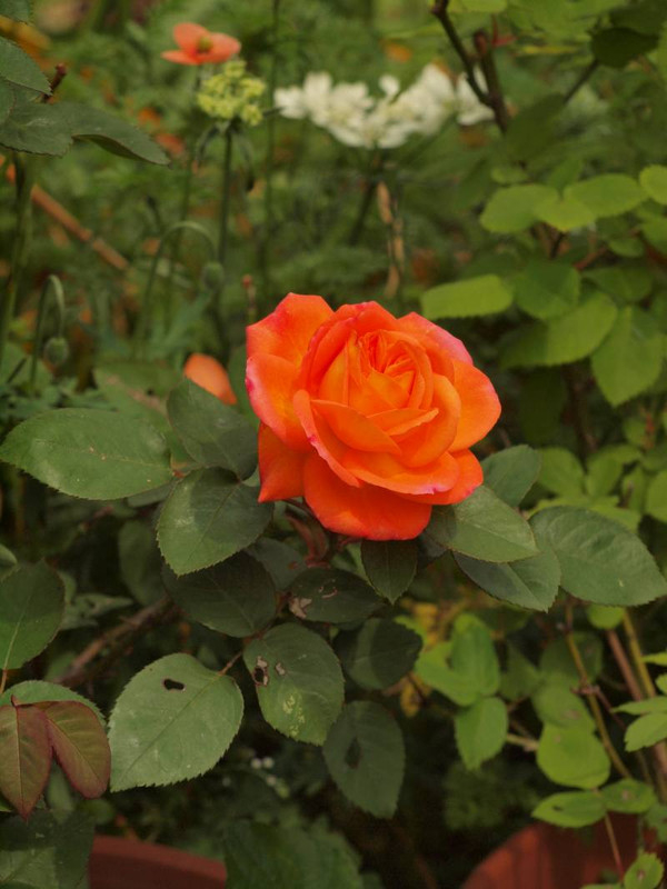 P4285512