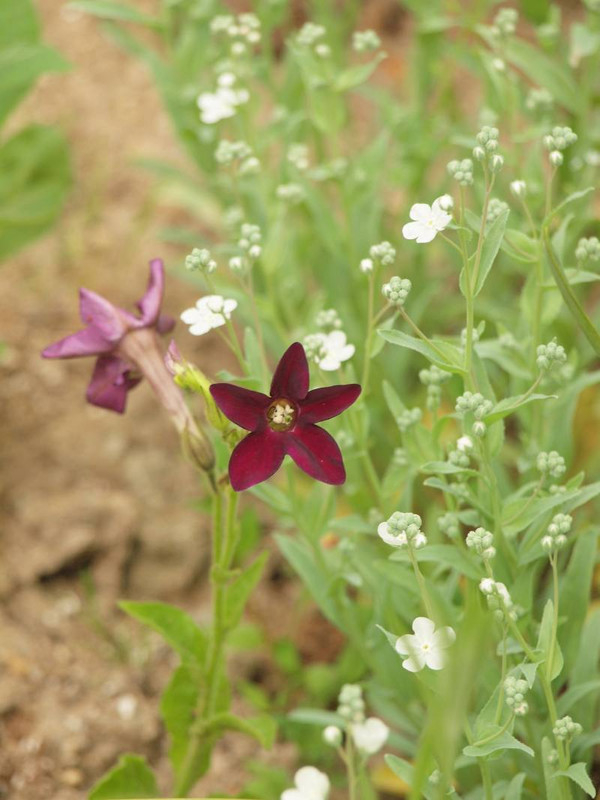 P4285516