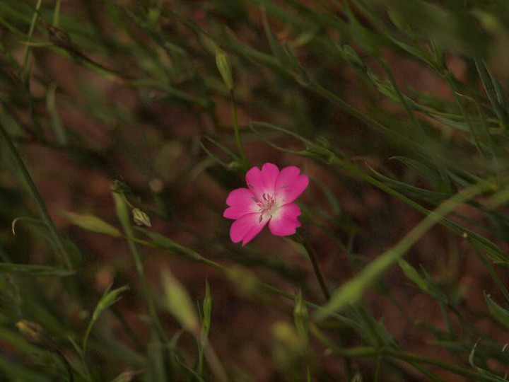 P4285525