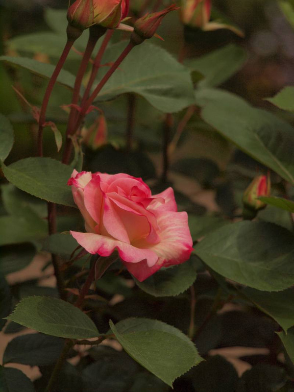 P4285526