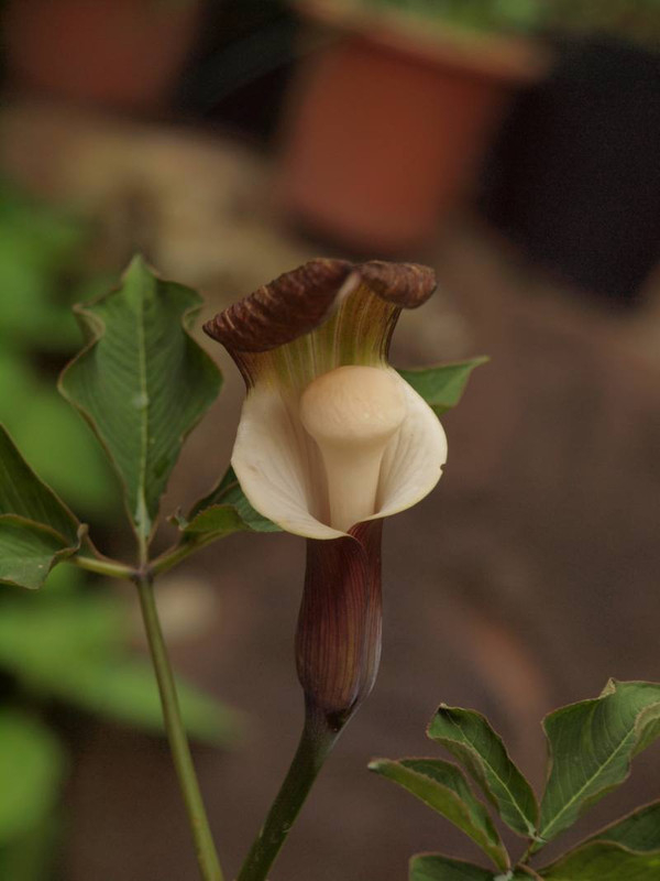 P4285544