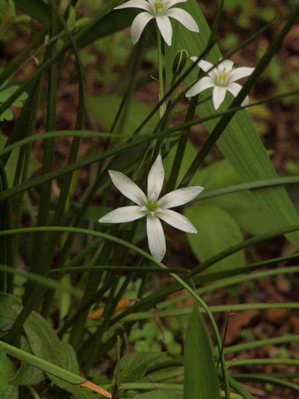 P4285554