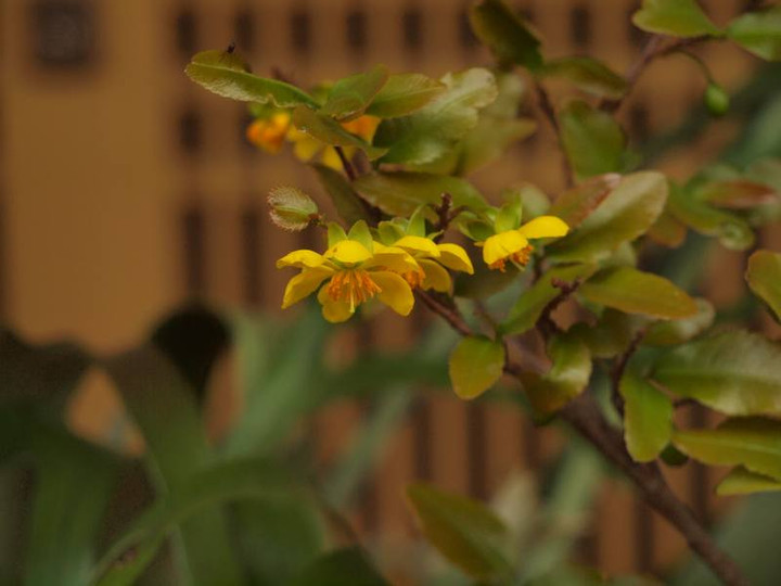 P4285559