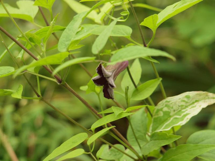 P4295577
