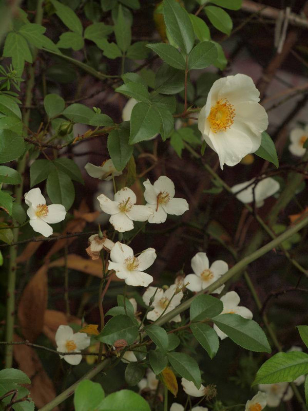 P4295597