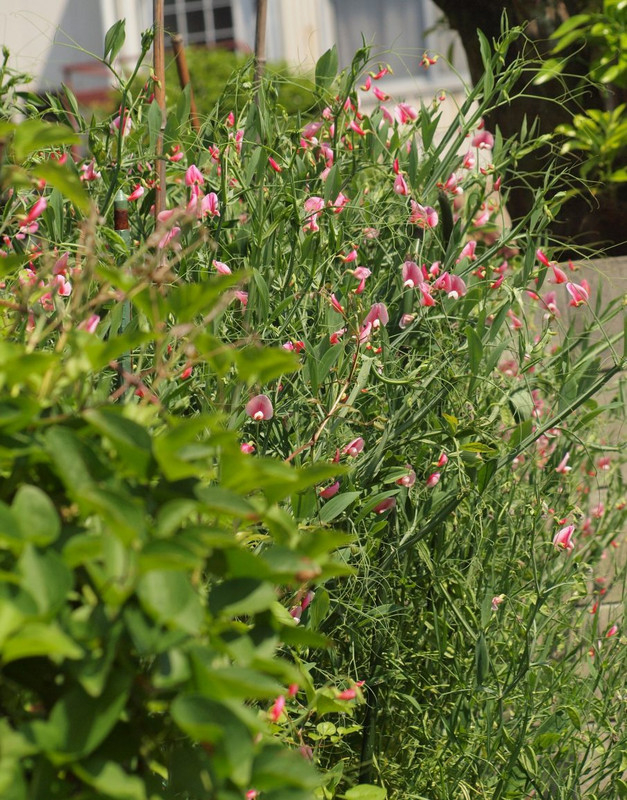 P5075757