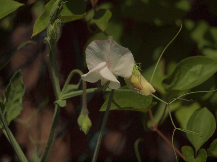 P5075758