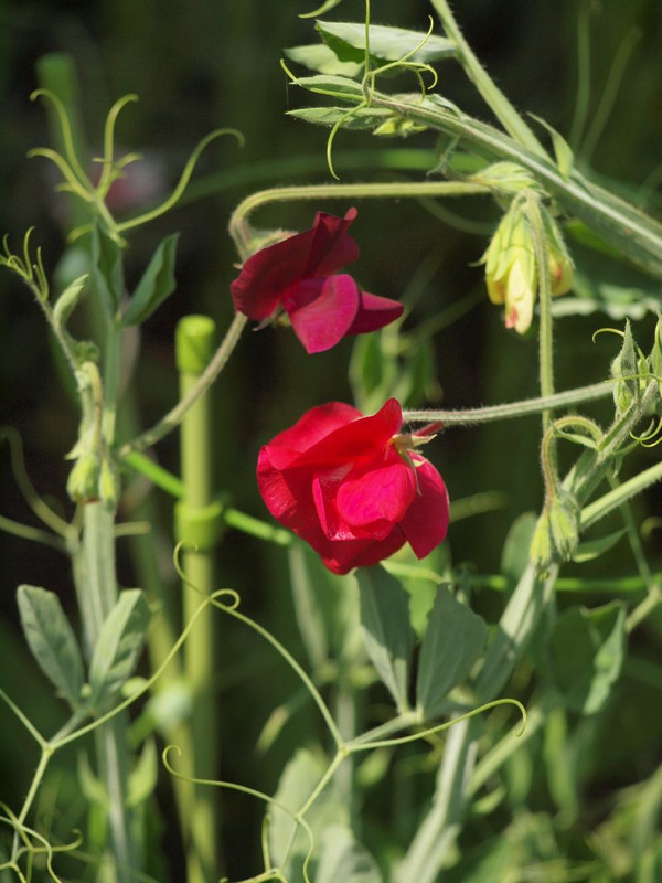 P5075774
