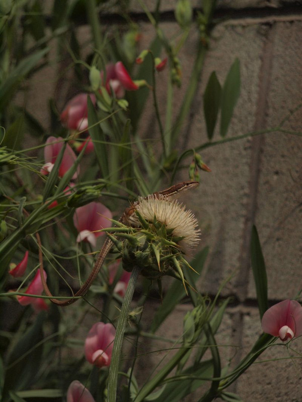 P5075794