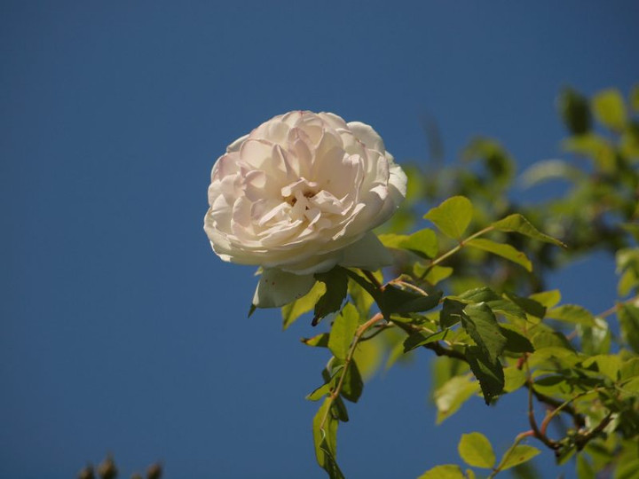 P5085867_2