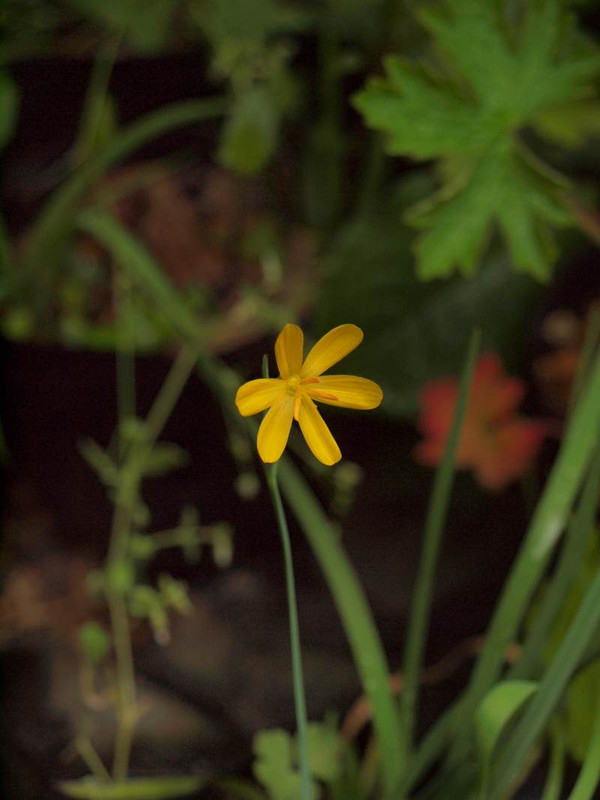 P5095910kiiro_sisirinnkiumu