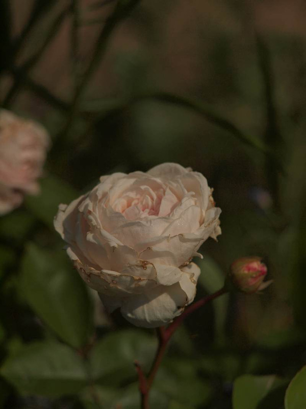 P5106119