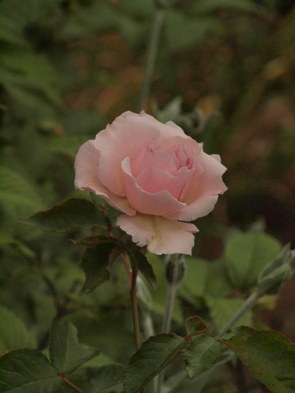 P5126174