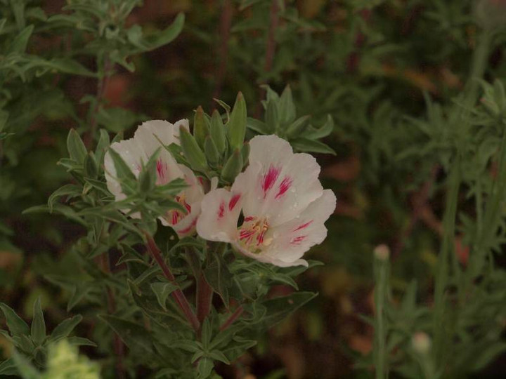 P5126187