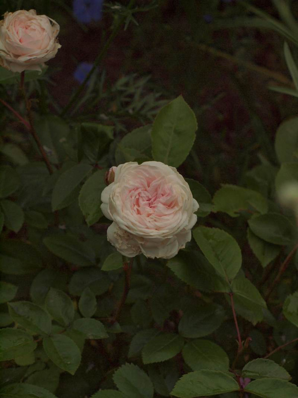 P5126191