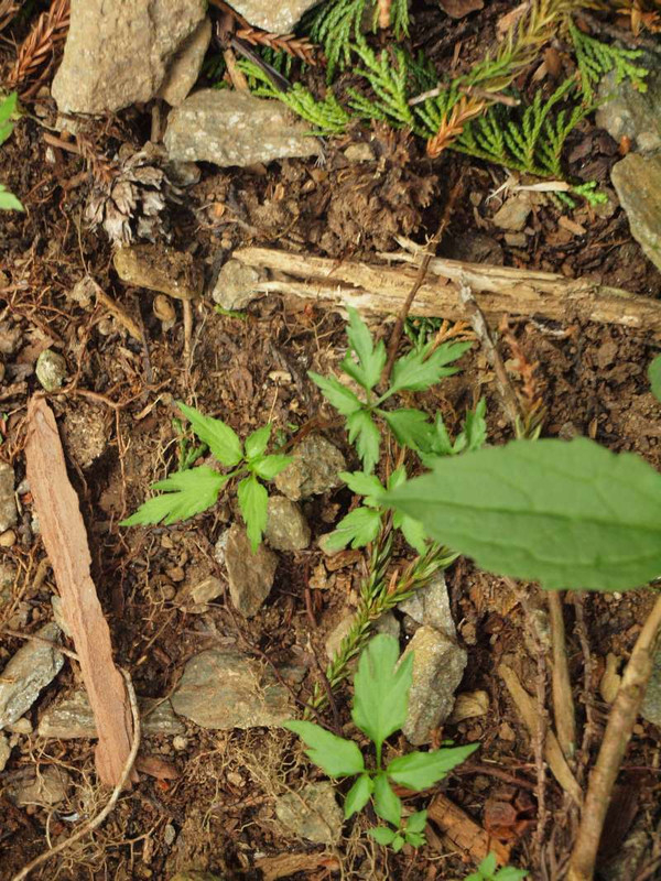 P1015770eizannsumirenoha