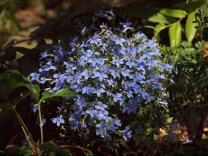 P5227235