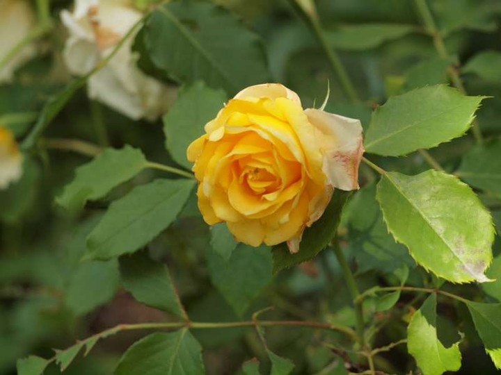 P5227236
