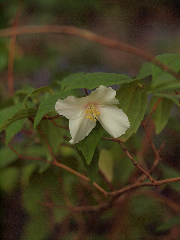 P5247556