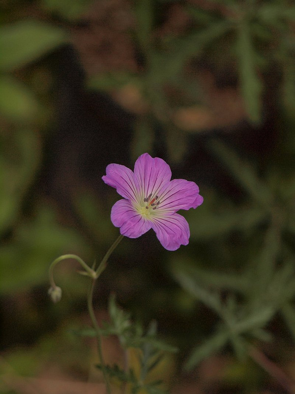 P5247601