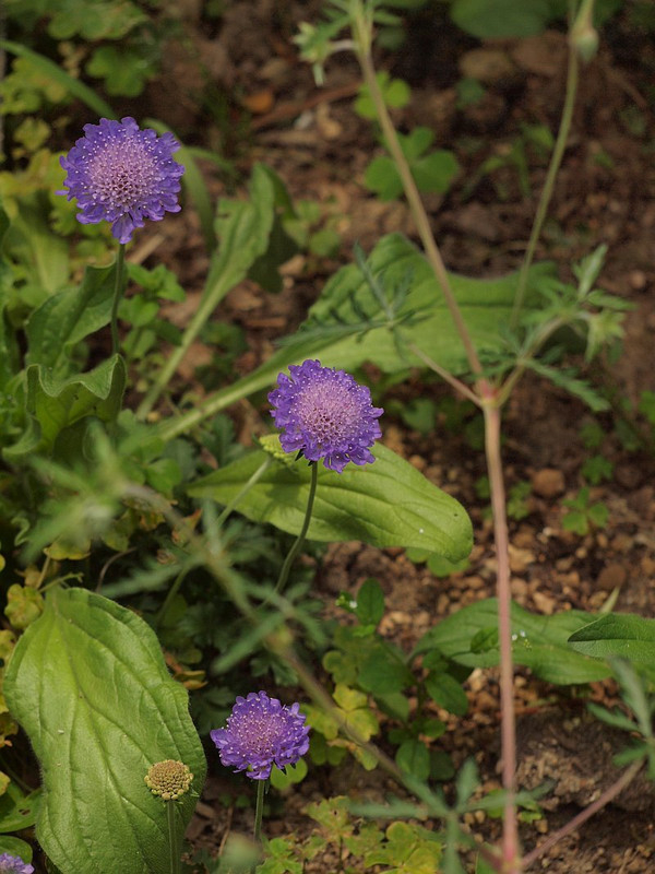 P5247602