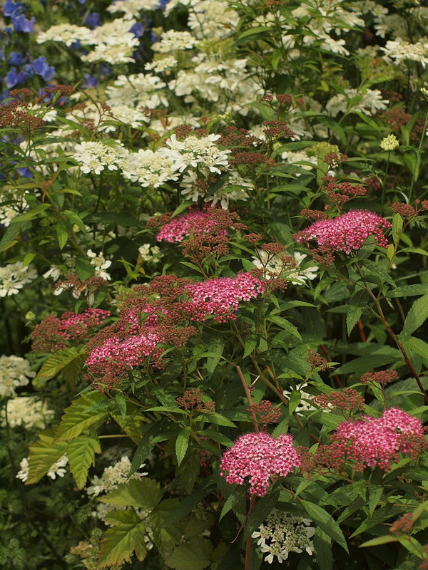 P5247605