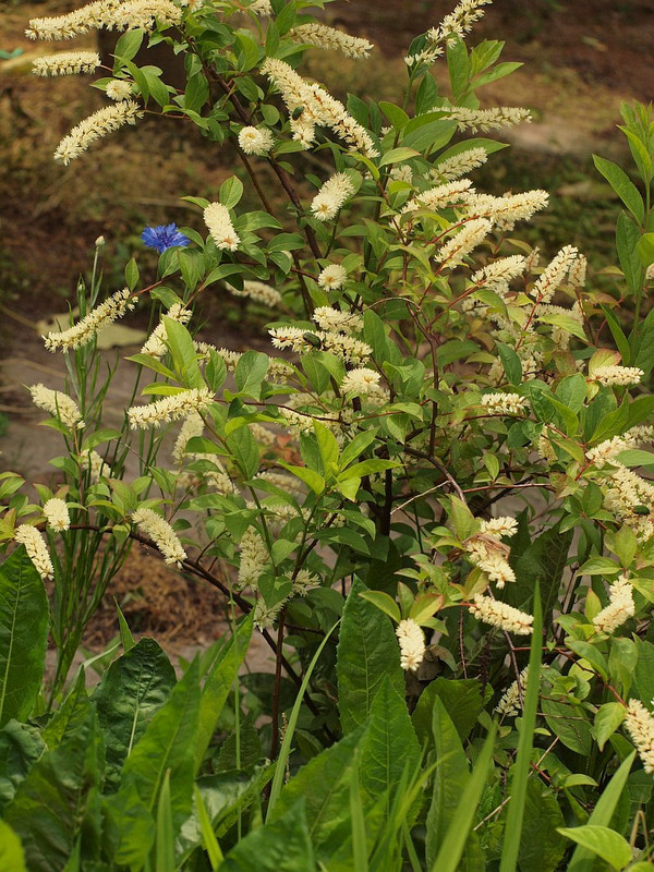 P5247606
