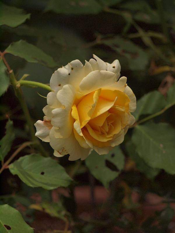P5247609