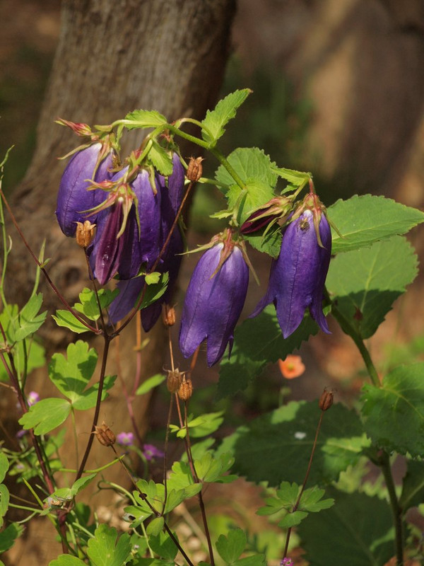P5257679