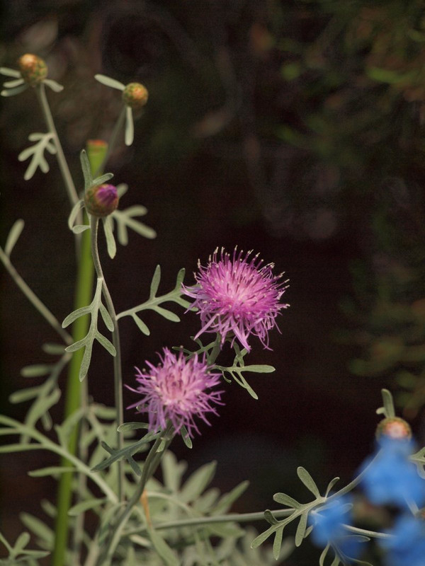 P5257687