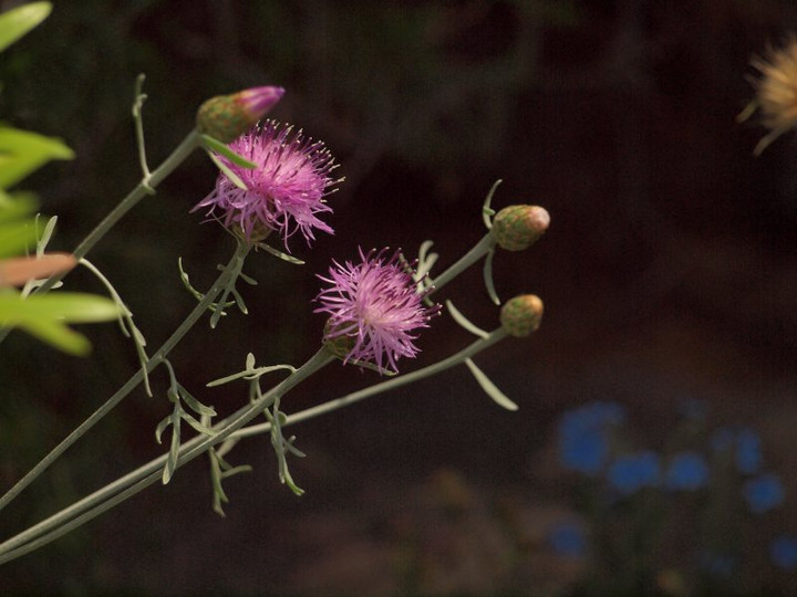 P5257688