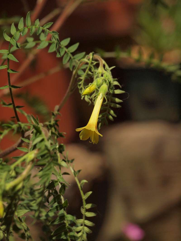 P5257694