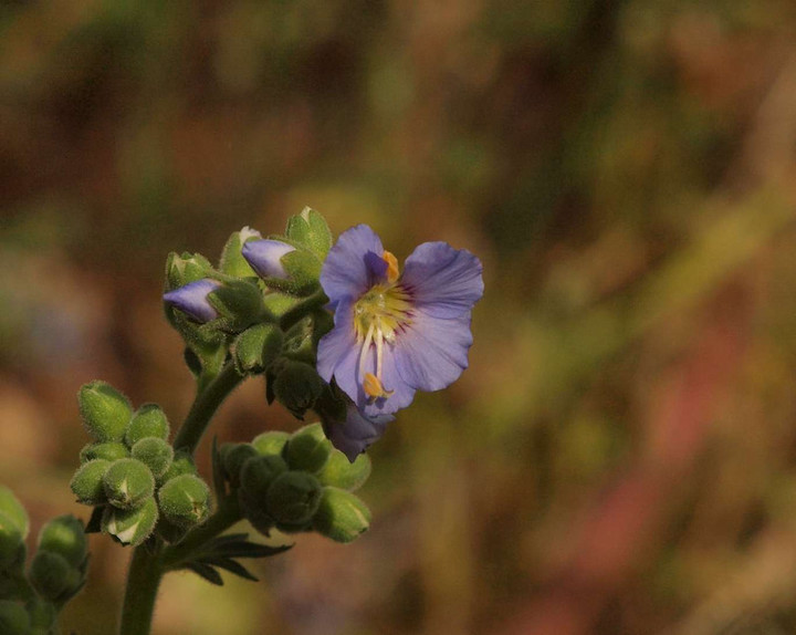 P5257696