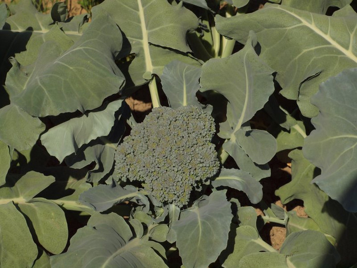 P5267742