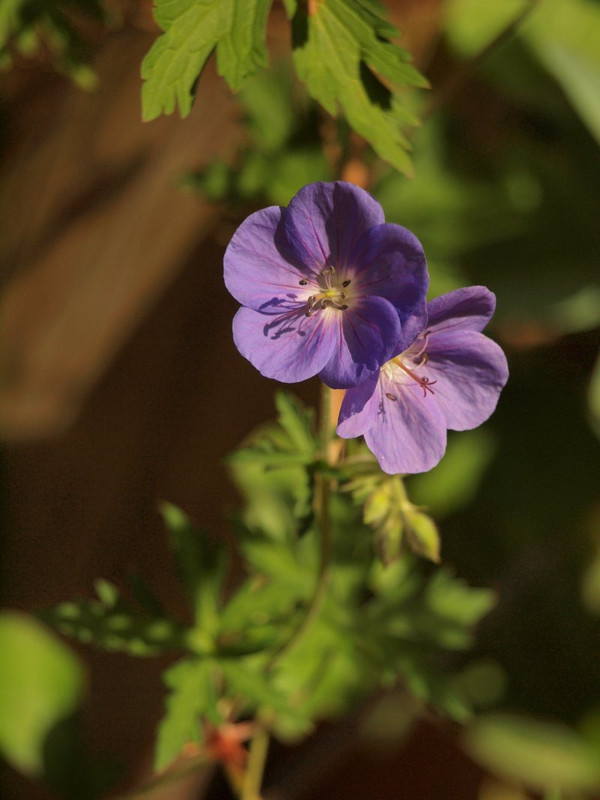 P5277752