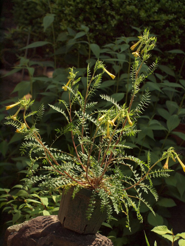 P5277758