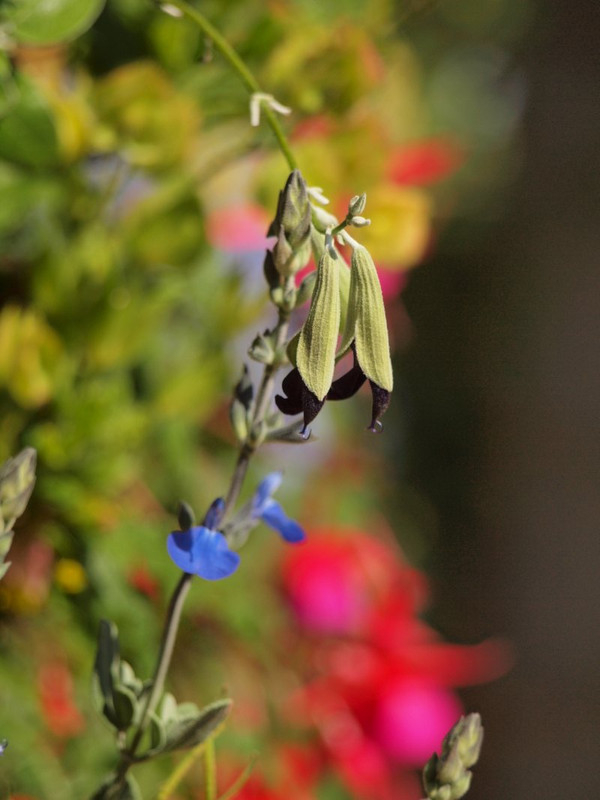 P5277763