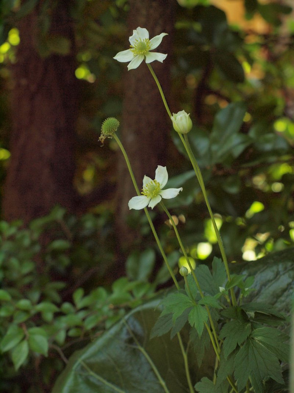 P5277782
